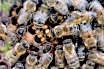 Honingijen van de demonstratiekast op de markt van Melk en Honing 2023   (klik voor vergroting)