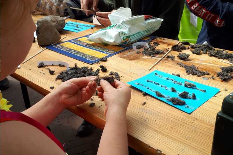 Braakballen pluizen bij de Steenuilenwerkgroep